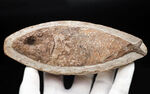 可愛らしい小魚です。ブラジル・セアラ州産の古代魚の化石（Fish fossil）