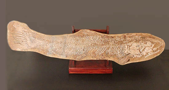 歯、鱗が素晴らしい状態で保存された古代の巨大魚(その1)