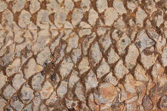 歯、鱗が素晴らしい状態で保存された古代の巨大魚(その10)