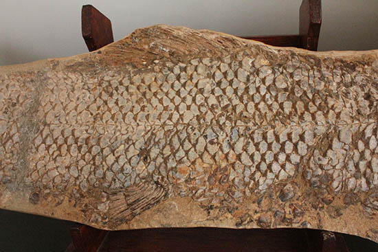 歯、鱗が素晴らしい状態で保存された古代の巨大魚(その11)