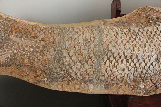 歯、鱗が素晴らしい状態で保存された古代の巨大魚（その12）
