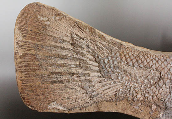 歯、鱗が素晴らしい状態で保存された古代の巨大魚（その13）