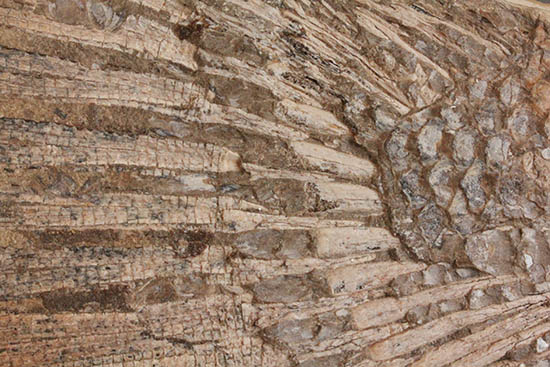 歯、鱗が素晴らしい状態で保存された古代の巨大魚（その14）
