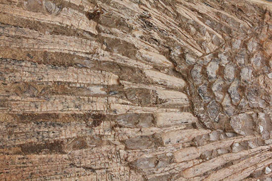 歯、鱗が素晴らしい状態で保存された古代の巨大魚(その14)