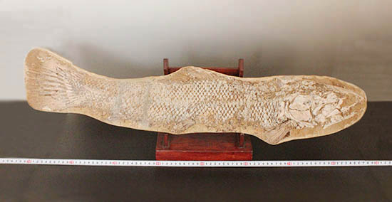歯、鱗が素晴らしい状態で保存された古代の巨大魚（その16）