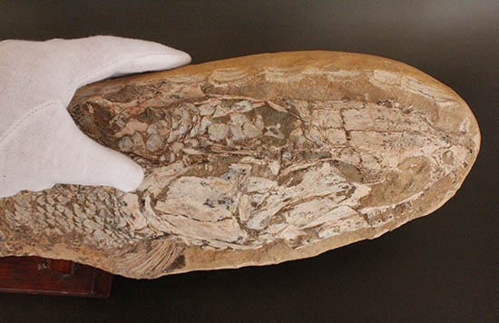 歯、鱗が素晴らしい状態で保存された古代の巨大魚（その18）
