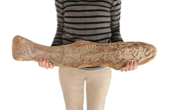 歯、鱗が素晴らしい状態で保存された古代の巨大魚（その19）