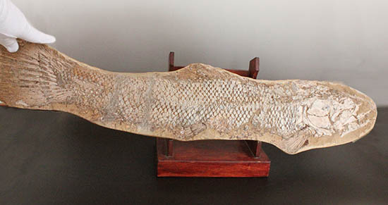 古代魚　巨大　化石　博物館級 間違いなく「過去一」のサイズと保存状態を誇る、博物館級の