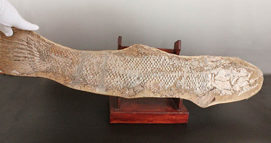歯、鱗が素晴らしい状態で保存された古代の巨大魚（その2）