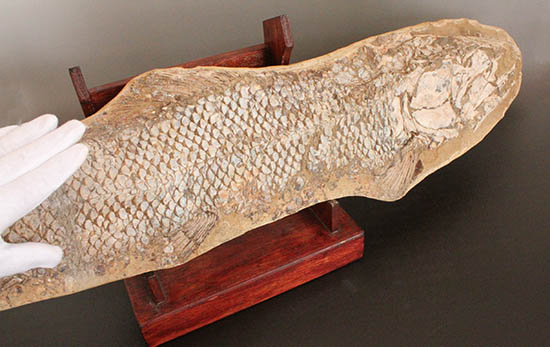 歯、鱗が素晴らしい状態で保存された古代の巨大魚（その3）