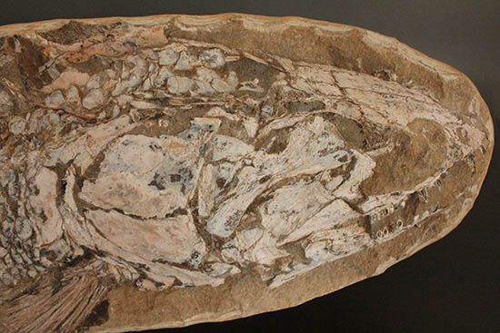 古代魚　巨大　化石　博物館級 古代魚 巨大 化石 博物館級 （特別展示「石になった魚たち -The