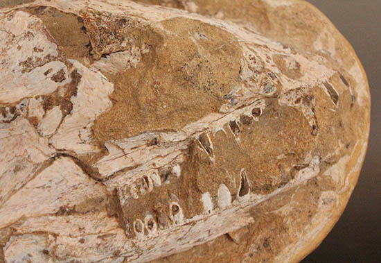 歯、鱗が素晴らしい状態で保存された古代の巨大魚（その6）