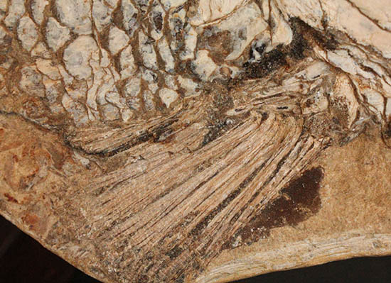 歯、鱗が素晴らしい状態で保存された古代の巨大魚（その7）