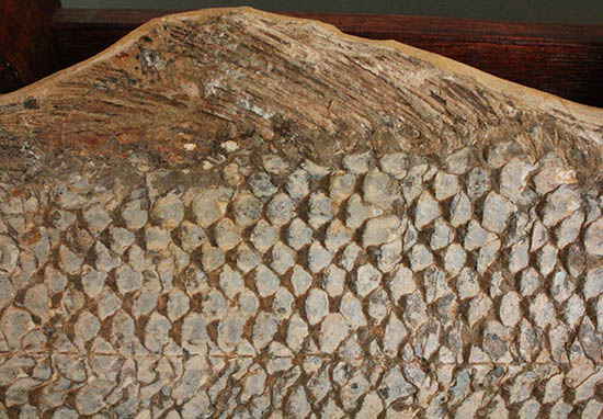 歯、鱗が素晴らしい状態で保存された古代の巨大魚（その8）
