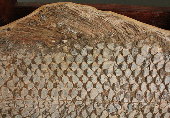 歯、鱗が素晴らしい状態で保存された古代の巨大魚(その8)