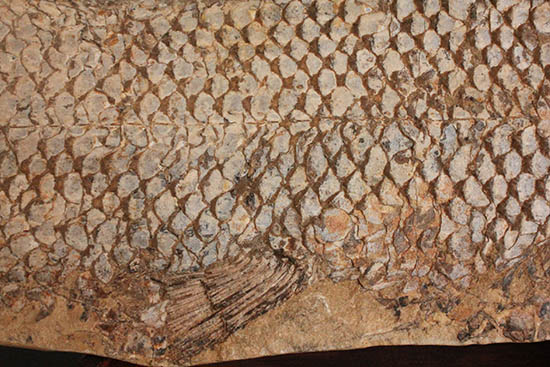 歯、鱗が素晴らしい状態で保存された古代の巨大魚(その9)