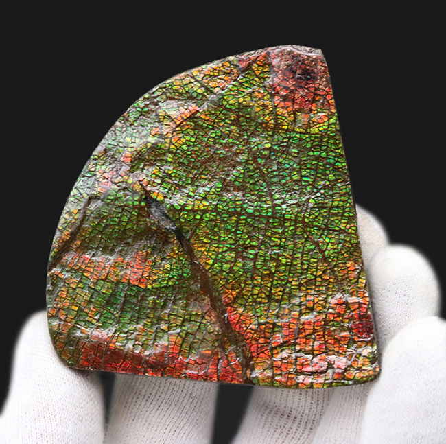 グレートワン!最高レベルの「ドラゴンスキン」を堪能できる宝石、アンモライト(Ammolite)の原石(その1)