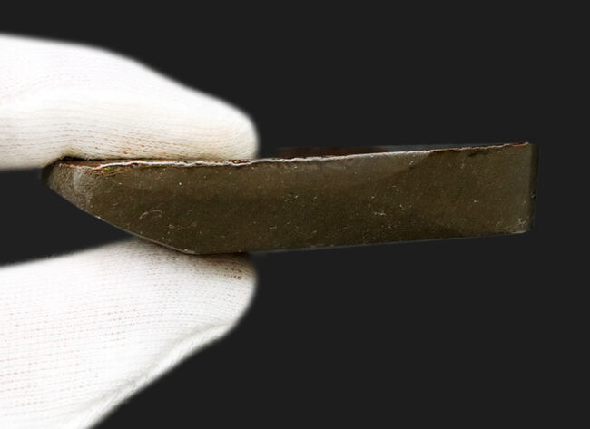 グレートワン!最高レベルの「ドラゴンスキン」を堪能できる宝石、アンモライト(Ammolite)の原石(その10)