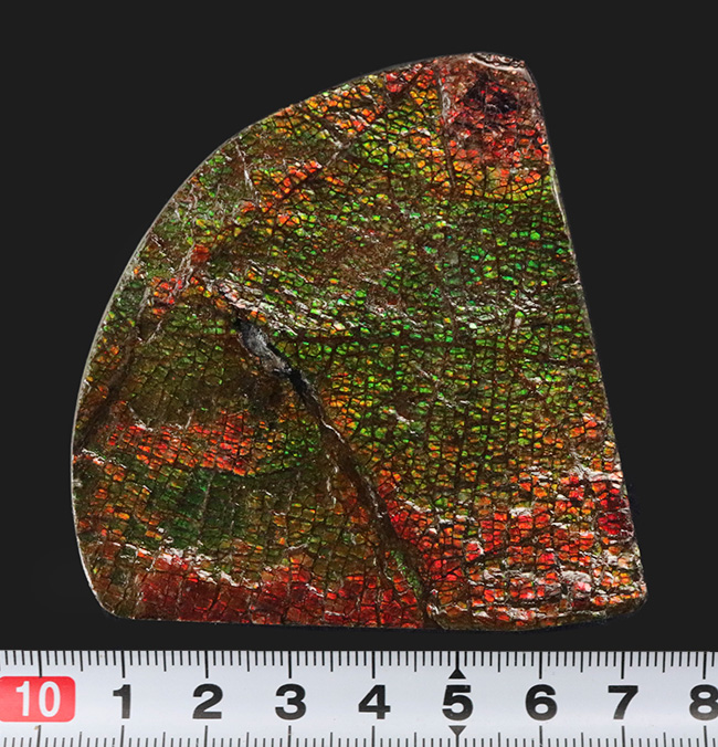 グレートワン!最高レベルの「ドラゴンスキン」を堪能できる宝石、アンモライト(Ammolite)の原石(その11)