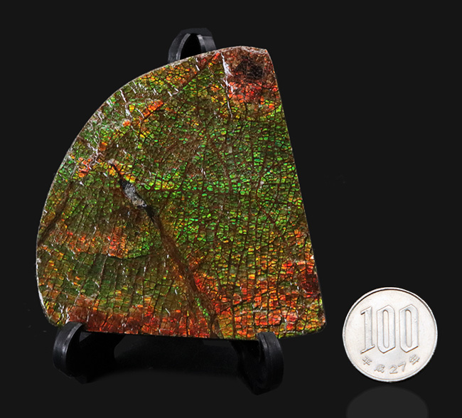 グレートワン!最高レベルの「ドラゴンスキン」を堪能できる宝石、アンモライト(Ammolite)の原石(その12)