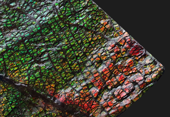 グレートワン!最高レベルの「ドラゴンスキン」を堪能できる宝石、アンモライト(Ammolite)の原石(その2)