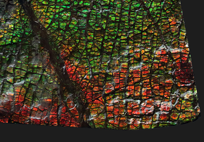 グレートワン!最高レベルの「ドラゴンスキン」を堪能できる宝石、アンモライト(Ammolite)の原石(その3)