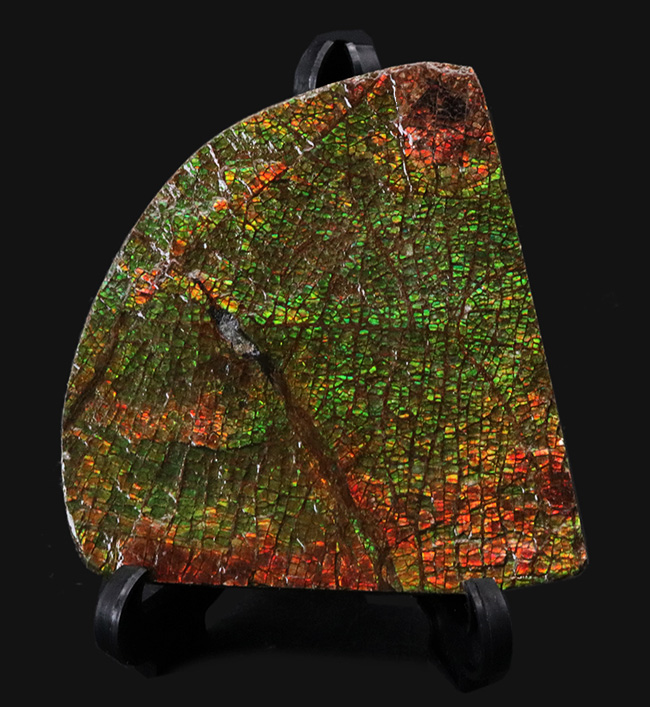 グレートワン!最高レベルの「ドラゴンスキン」を堪能できる宝石、アンモライト(Ammolite)の原石(その4)