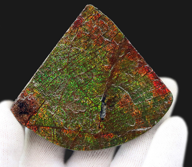 グレートワン!最高レベルの「ドラゴンスキン」を堪能できる宝石、アンモライト(Ammolite)の原石(その5)