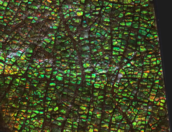 グレートワン!最高レベルの「ドラゴンスキン」を堪能できる宝石、アンモライト(Ammolite)の原石(その6)