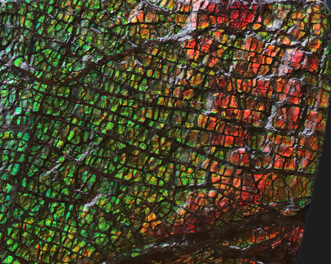 グレートワン!最高レベルの「ドラゴンスキン」を堪能できる宝石、アンモライト(Ammolite)の原石(その7)