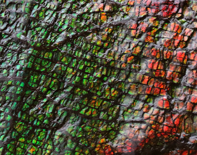 グレートワン!最高レベルの「ドラゴンスキン」を堪能できる宝石、アンモライト(Ammolite)の原石(その8)