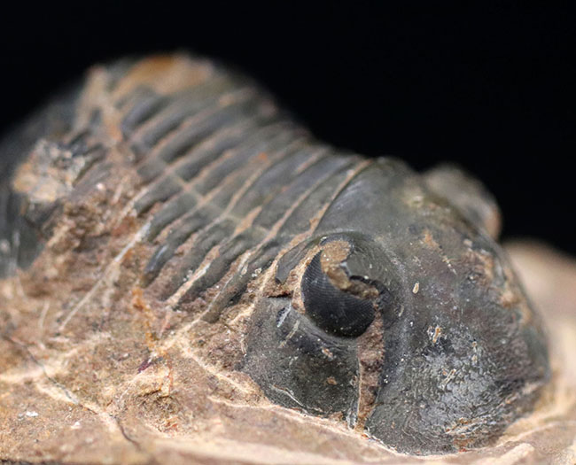 扇状の尾板で知られるモロッコ産の三葉虫、パラレジュルス（Paralejurus）（その1）