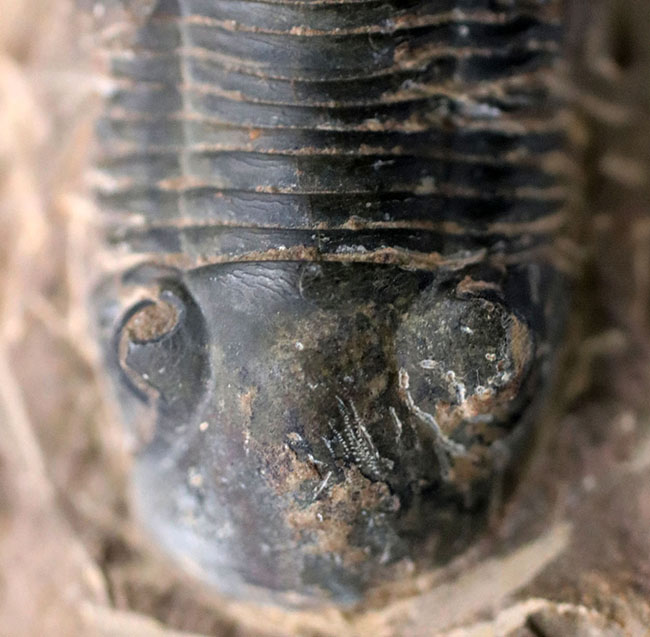 扇状の尾板で知られるモロッコ産の三葉虫、パラレジュルス（Paralejurus）（その3）