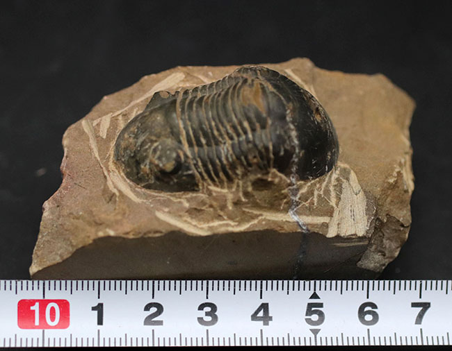 扇状の尾板で知られるモロッコ産の三葉虫、パラレジュルス（Paralejurus）（その9）