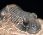扇状の尾板で知られるモロッコ産の三葉虫、パラレジュルス（Paralejurus）