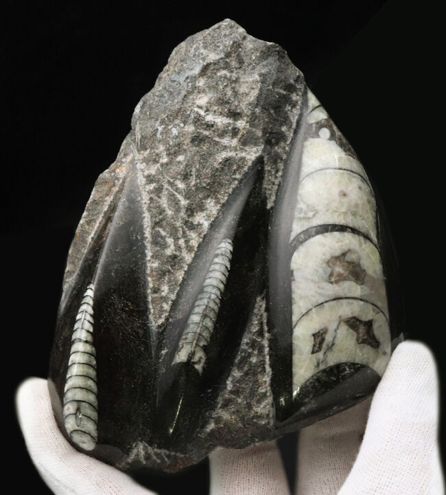 まっすぐの殻でおなじみ、古生代デボン紀に棲息していたイカやタコの先祖、オルソセラス（Orthoceras）の群集化石（その1）