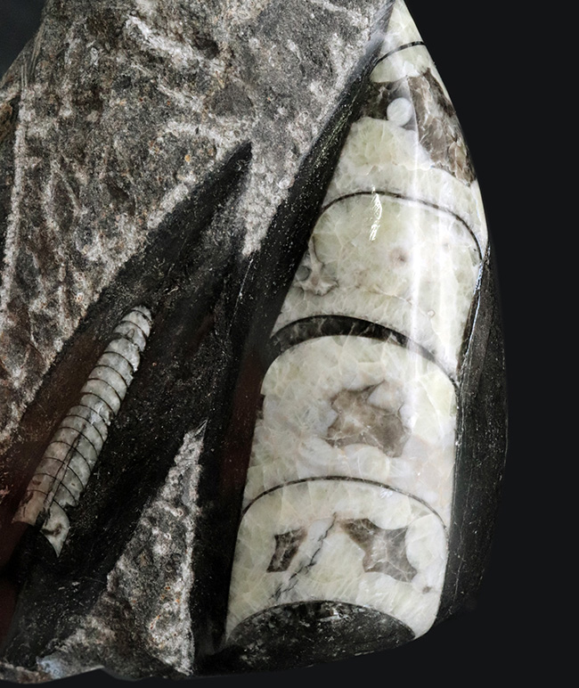 まっすぐの殻でおなじみ、古生代デボン紀に棲息していたイカやタコの先祖、オルソセラス（Orthoceras）の群集化石（その2）