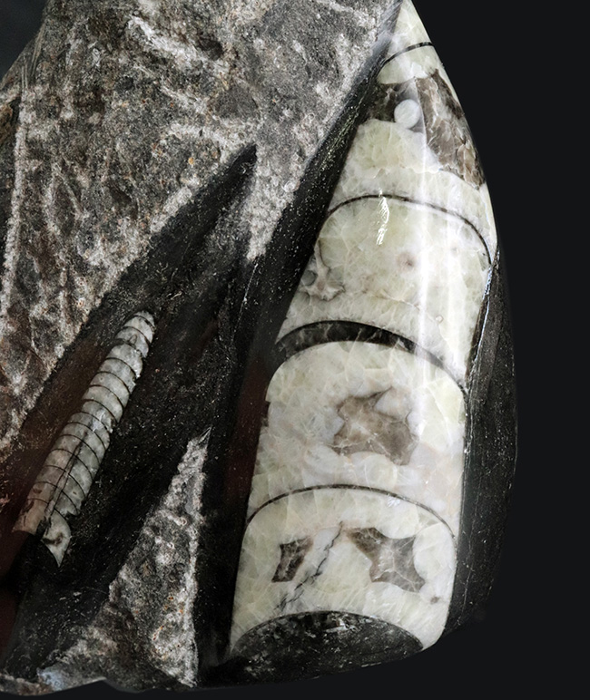 まっすぐの殻でおなじみ、古生代デボン紀に棲息していたイカやタコの先祖、オルソセラス(Orthoceras)の群集化石(その2)