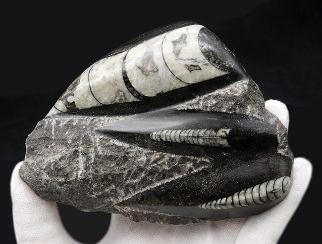 まっすぐの殻でおなじみ、古生代デボン紀に棲息していたイカやタコの先祖、オルソセラス（Orthoceras）の群集化石（その3）