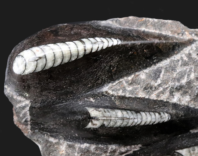 まっすぐの殻でおなじみ、古生代デボン紀に棲息していたイカやタコの先祖、オルソセラス（Orthoceras）の群集化石（その5）