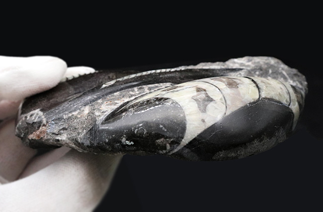 まっすぐの殻でおなじみ、古生代デボン紀に棲息していたイカやタコの先祖、オルソセラス(Orthoceras)の群集化石(その6)