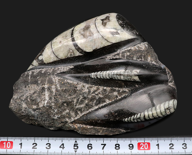 まっすぐの殻でおなじみ、古生代デボン紀に棲息していたイカやタコの先祖、オルソセラス（Orthoceras）の群集化石（その7）