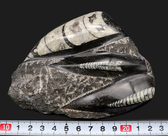 まっすぐの殻でおなじみ、古生代デボン紀に棲息していたイカやタコの先祖、オルソセラス(Orthoceras)の群集化石(その7)