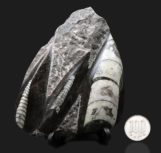 まっすぐの殻でおなじみ、古生代デボン紀に棲息していたイカやタコの先祖、オルソセラス（Orthoceras）の群集化石（その8）