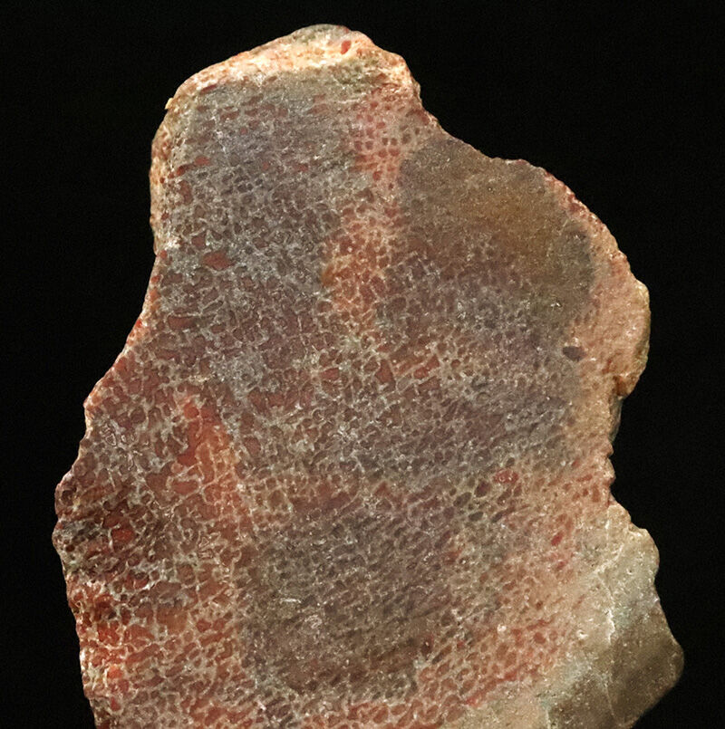 恐竜の骨は、なぜバラバラで見つかる？ジュラ紀の米国コロラド州からやってきた、恐竜の骨化石（Dinosaur bone）（その2）