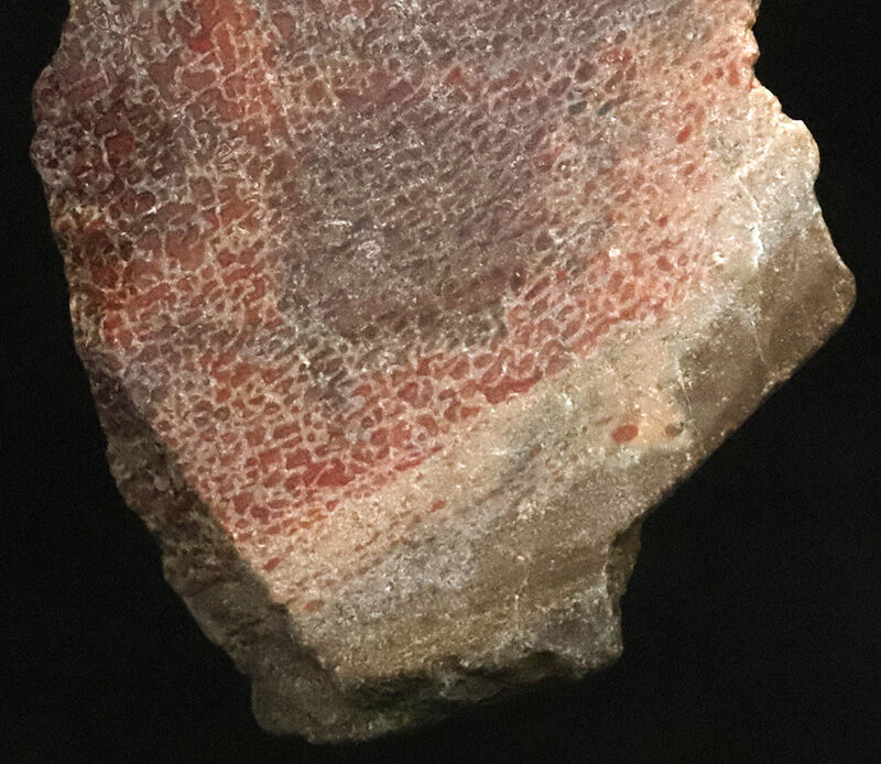 恐竜の骨は、なぜバラバラで見つかる？ジュラ紀の米国コロラド州からやってきた、恐竜の骨化石（Dinosaur bone）（その3）