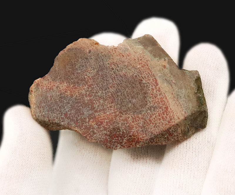 恐竜の骨は、なぜバラバラで見つかる？ジュラ紀の米国コロラド州からやってきた、恐竜の骨化石（Dinosaur bone）（その4）