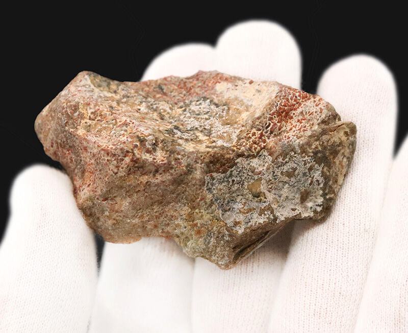 恐竜の骨は、なぜバラバラで見つかる？ジュラ紀の米国コロラド州からやってきた、恐竜の骨化石（Dinosaur bone）（その5）
