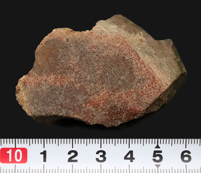 恐竜の骨は、なぜバラバラで見つかる？ジュラ紀の米国コロラド州からやってきた、恐竜の骨化石（Dinosaur bone）（その7）