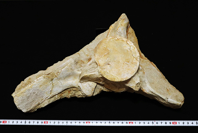 ４０センチオーバー、３４０５グラム！海のティラノサウルスこと、白亜紀後期の頂点捕食者、モササウルス（Mosasaurus）の脊椎骨の化石（その13）
